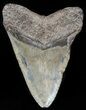 Bargain, Megalodon Tooth - South Carolina #47609-2